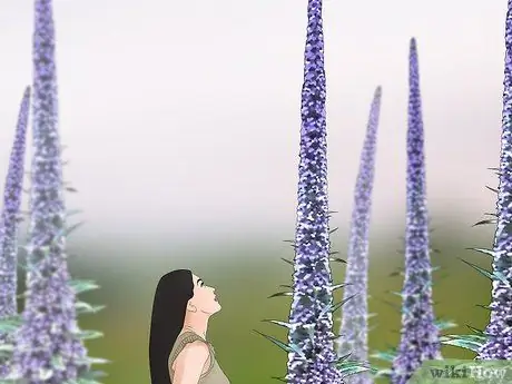 Выращивание эхиума, шаг 1 Выращивание эхиума, шаг 1
