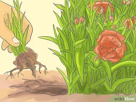 Щепотка гвоздик, шаг 9