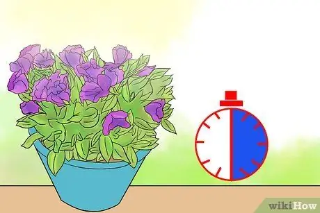 Выращивание лизиантуса Шаг 11