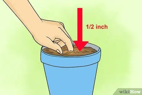 Выращивание лизиантуса Шаг 4