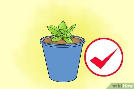 Выращивание лизиантуса Шаг 5