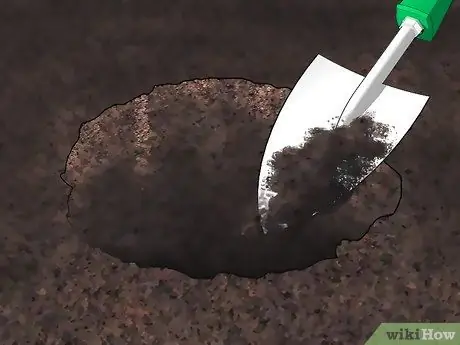 Выращивание олеандра, шаг 6