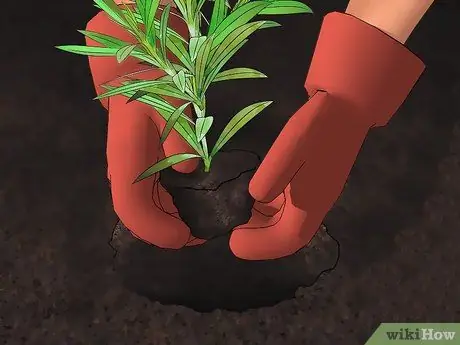 Выращивание олеандра, шаг 7