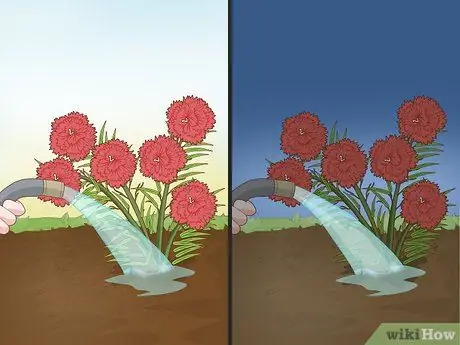 Водные гвоздики Шаг 2 Водные гвоздики Шаг 2