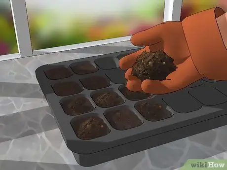 Выращивание Гауры, шаг 2