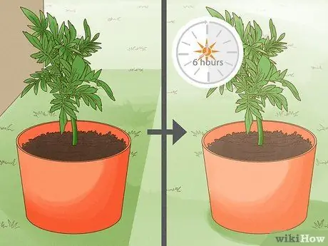 Сделать цветок из бархатцев Шаг 1 Сделать цветок из бархатцев Шаг 1