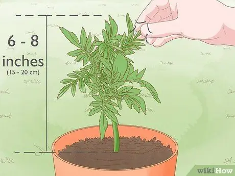 Сделать цветок бархатцев Шаг 7 Сделать цветок бархатцев Шаг 7