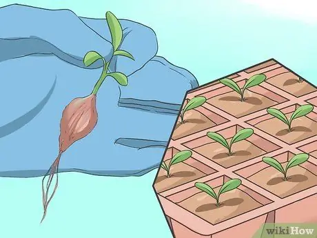 Выращивание астры, шаг 10 Выращивание астры, шаг 10