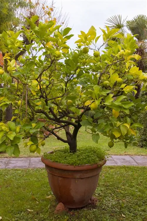 Citrus Tree 101: Руководство по выращиванию и уходу