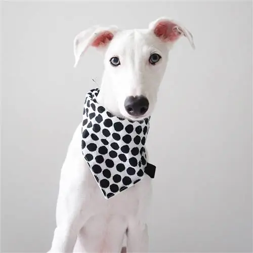 Ошейники, поводки и аксессуары для собак от The Stately Hound