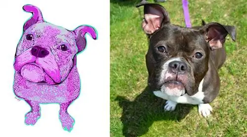 PUP ART: Шоу для пушистых одиночек от Bark & Co.