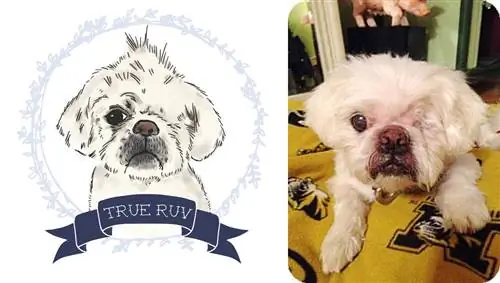 PUP ART: Шоу для пушистых одиночек от Bark & Co.