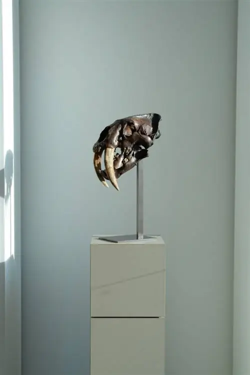 Череп саблезубого кота (Smilodon fatalis) возрастом 12 000-20 000 лет, La Brea Tar Pits