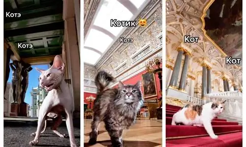 Время для кошачьего рэпа? Киски Эрмитажного дворца стали вирусными в TikTok и Instagram