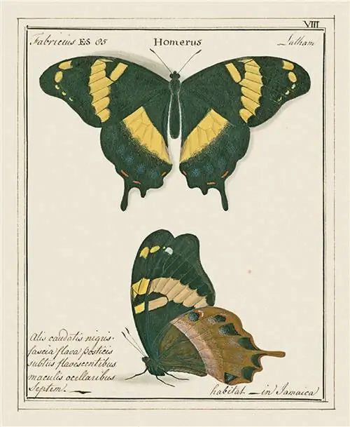 Papilio homerus, встречающийся только на Ямайке, охраняется как вид, находящийся под угрозой исчезновения Оксфордский университет, Музей естественной истории Papilio homerus, встречающийся только на Ямайке, охраняется как вид, находящийся под угрозой исчезновения Оксфордский университет, Музей естественной истории