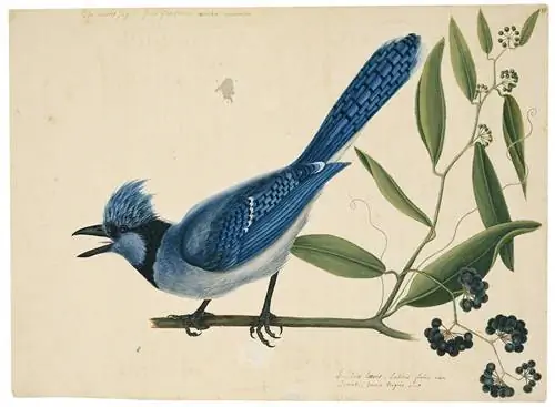 Image Image
