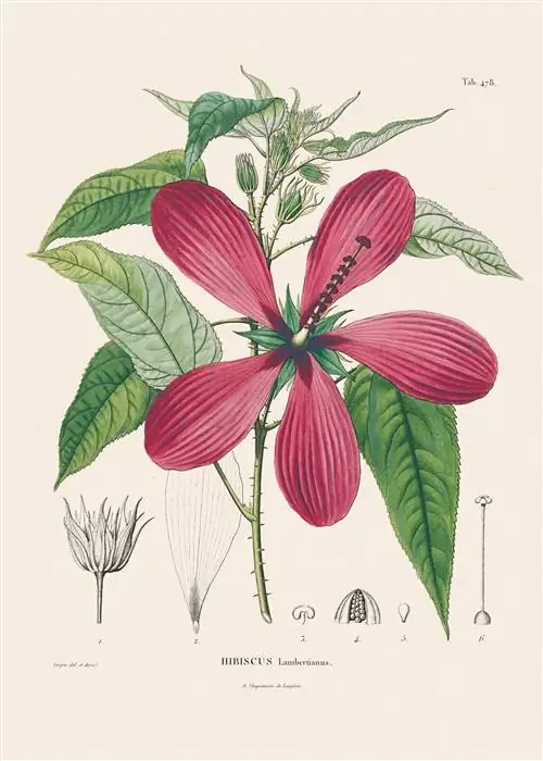 Гравюра П. Дж. Ф. Терпин по Александру фон Гумбольдту, Hibiscus Lambertianus (1822 г.) Гравюра П. Дж. Ф. Терпин по Александру фон Гумбольдту, Hibiscus Lambertianus (1822 г.)
