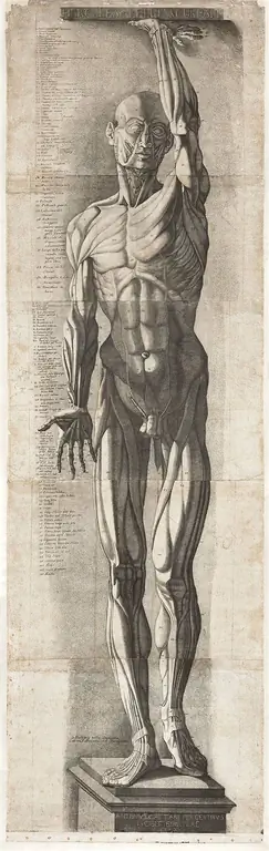 Антонио Каттани (работал с 1777 г. по 1790 г.) по Эрколе Лелли (1702–1766 гг.), Рисунок Экорше (1780 г.), офорт и гравюра, напечатано на пяти листах Исследовательский институт Гетти Антонио Каттани (работал с 1777 г. по 1790 г.) по Эрколе Лелли (1702–1766 гг.), Рисунок Экорше (1780 г.), офорт и гравюра, напечатано на пяти листах Исследовательский институт Гетти