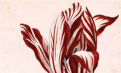 Стоимость одной луковицы тюльпана выросла до той же цены, что и особняк 400 лет назад: NFT - это «тюльпаномания» 21 века?