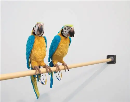 Image Image