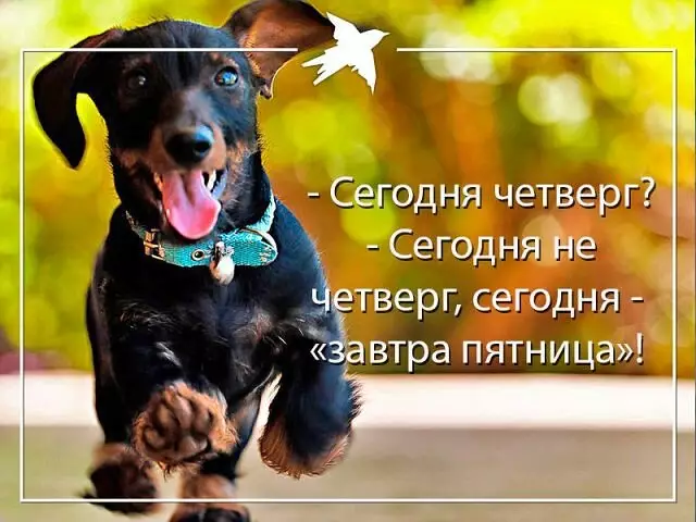 День 5 недели промыслового настроения: возвращение в четверг