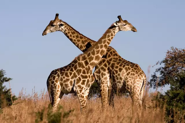 Giraffe моделирования шоколадного учебника: узнать, как