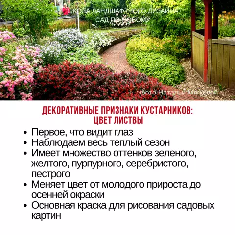 7 сказочных растений листвы для вашего сада