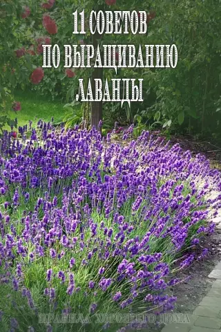 Советы по выращиванию бобов - на ремеслах
