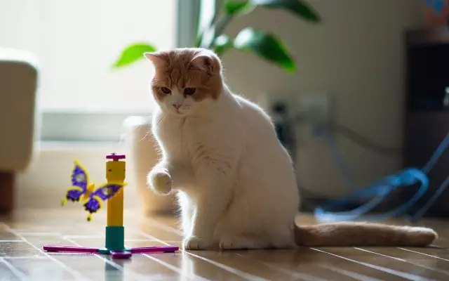 Кошка играет с вашей пряжей? советы для вязания котят