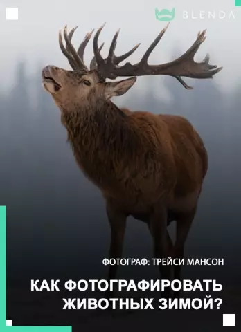 Советы по съемке дикой природы: как фотографировать дикую природу в естественном свете