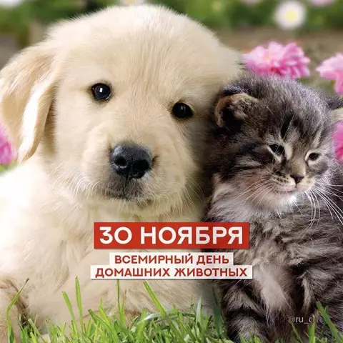 8 рисунков для домашних животных: от ковриков и настенных накладок