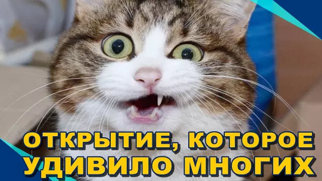 Удивительные агильские одеяла: необычайное искусство, которое нельзя упустить
