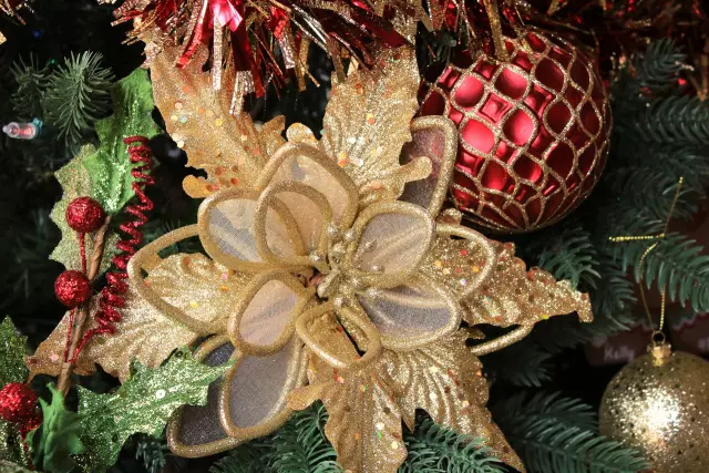 Праздновать день poinsettia с пятью пуансетти