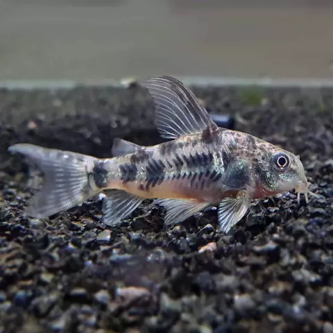 Pepper cory переходит в старшую школу: молодые швейные машины и ремесла