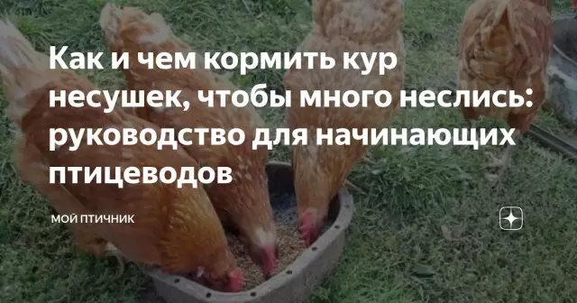 Руководство для начинающих по солонине и капусте