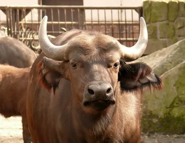 Этот медленный куриный чили Buffalo идеально подходит для осени