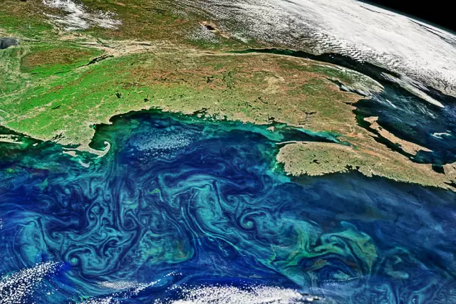 Рост водорослей в резервуаре для унитаза