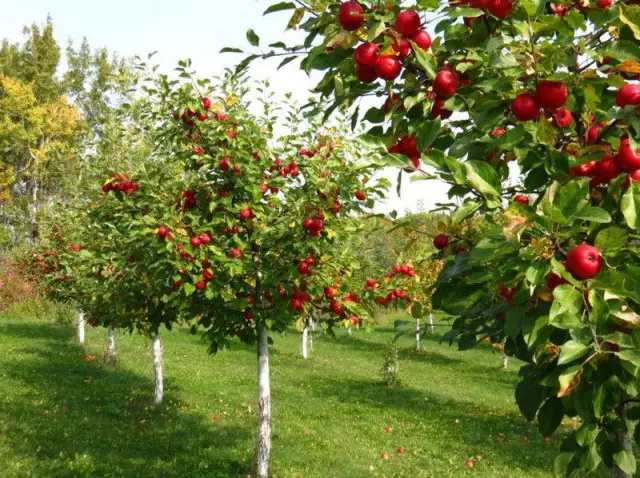 Лучшие фруктовые деревья для Канзаса