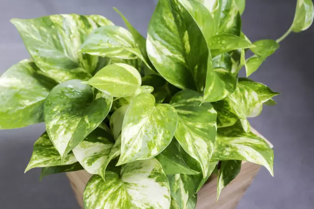 Лучший способ выращивать завод Pothos Ivy