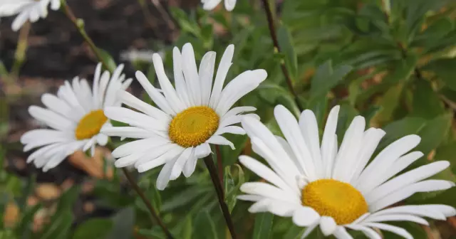 Уход за Montauk Daisy