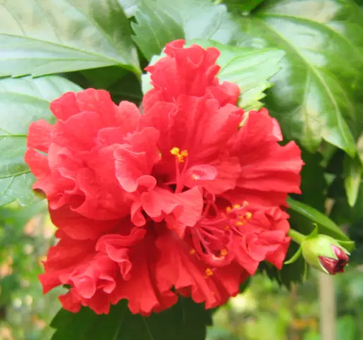 Классификация Hibiscus Sinensis