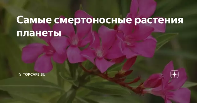 Смертоносные ядовитые растения Южной Каролины