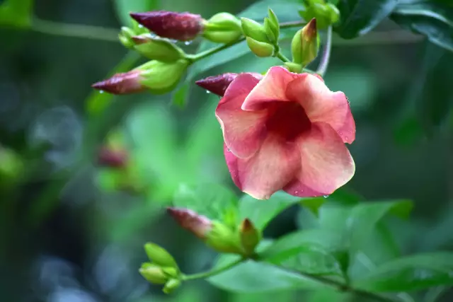 Различия между растениями Mandevilla и Distadenia