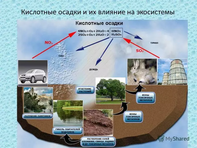 Влияние вырезания деревьев на экосистему