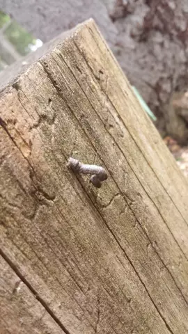 Факты о Stick Caterpillar