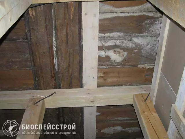 Нечеткая белая плесень в бетоне