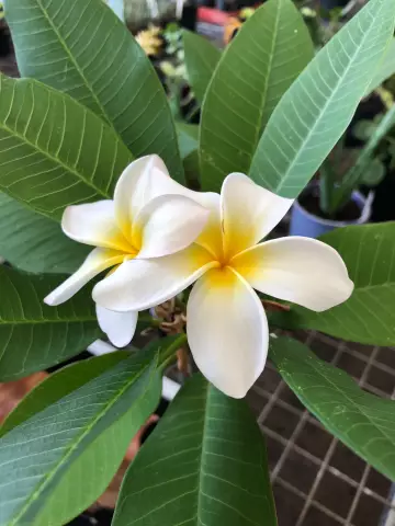 Растущий Frangipani Indoors