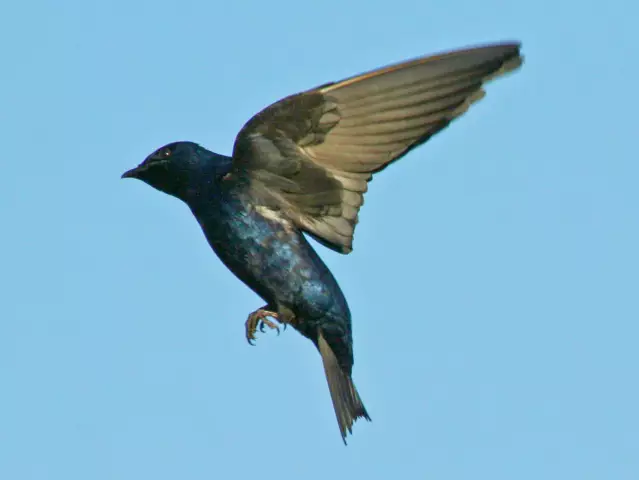 Высота птичьего домика Purple Martin