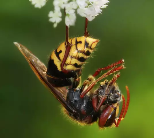 Hornet Vs. Желтая куртка