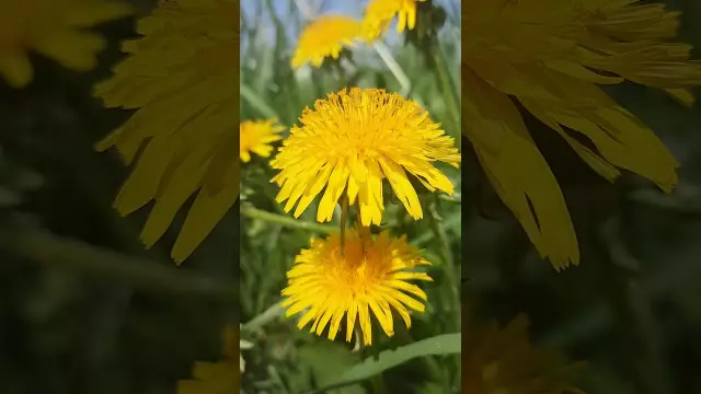 Как воспроизводится одуванчик?
